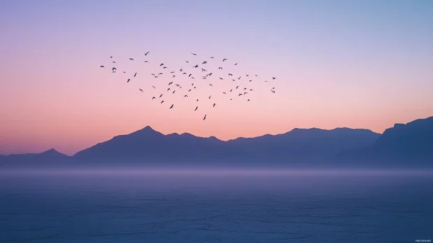 Birds fly across the horizon of a desert morning.