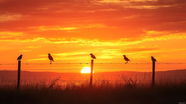 Birds sit quietly on fence posts as a fiery orange sunrise unfolds behind them.