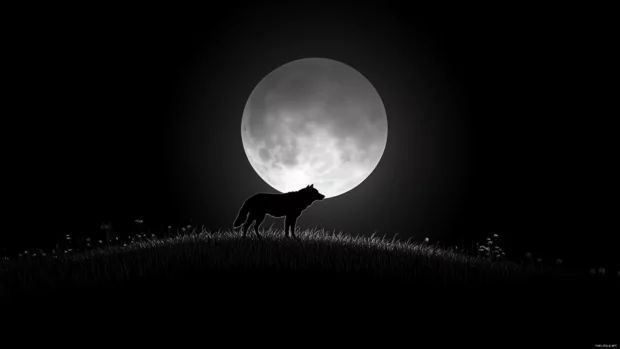 Black and white wolf wallpaper minimalist showing a lone wolf silhouette standing on a hill under moonlight.