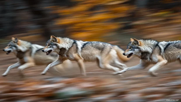 Captured mid run, this HD wolf pack wallpaper shows motion blur and wild terrain detail.