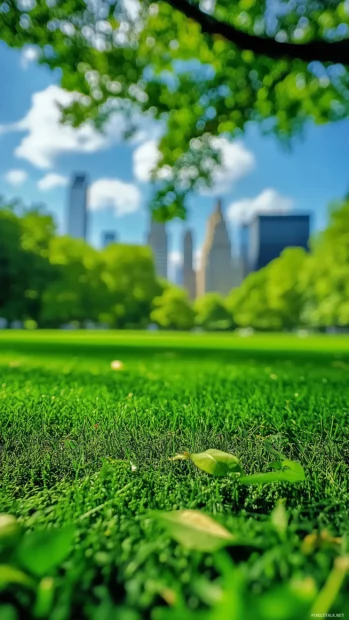 Central Park green lawns, clean look, city skyline dim in distance.