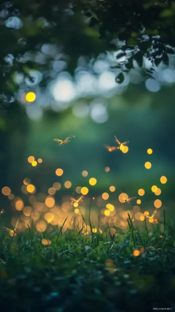 Dancing fireflies with bokeh background, ideal Light Wallpaper for iPhone.