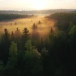 Daylight breaks gently over the forest canopy.