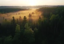 Daylight breaks gently over the forest canopy.