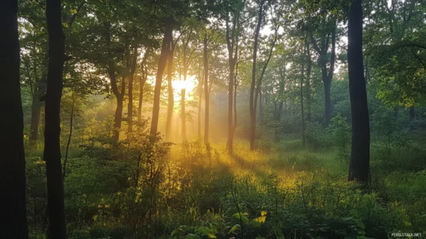 Dense forest glows as sunrise lifts the morning mist.