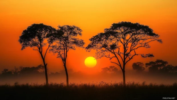 Dramatic dawn sky behind silhouetted trees in a beautiful sunrise wallpaper in forest.