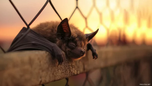 Dusty bat leaning against fence in front of glowing sky.