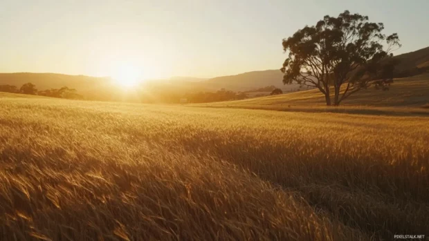 Early light pouring across a golden wheat field.