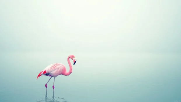Flamingo aesthetic wallpaper showing a minimal, pastel toned bird on a pale blue lake.