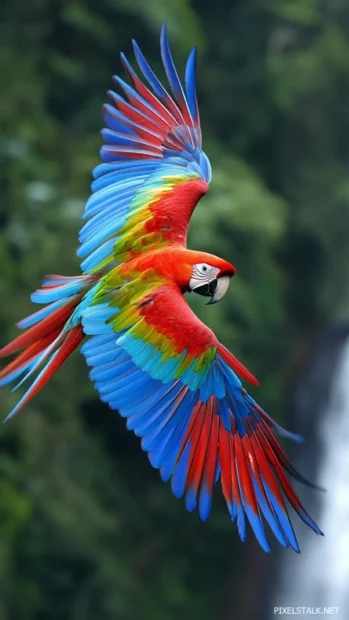 HD parrot wallpaper showing a macaw in flight over a waterfall, wings stretching the full frame.
