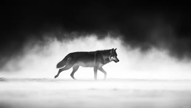 In this black and white wolf wallpaper minimalist style, the creature walks into a glowing fog line.
