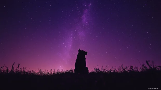 In this night sky wolf wallpaper with stars, the scene glows with purple nebulae behind a sitting wolf.