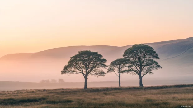 Lonely trees stand in morning haze.