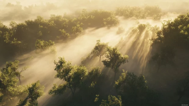 Mist rolls through a sunlit forest landscape.