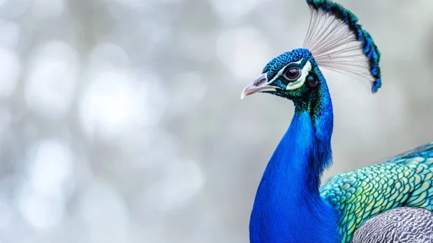 Peacock background with intense blue and green feathers against a minimalist pale backdrop.
