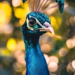 Peacock iPhone wallpaper showing a vertical frame of the bird elegant neck and crown, blurred jungle behind.
