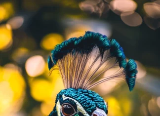 Peacock iPhone wallpaper showing a vertical frame of the bird elegant neck and crown, blurred jungle behind.