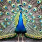 Peacock wallpaper capturing a fully fanned tail with iridescent blue, green, and gold feathers.