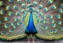 Peacock wallpaper capturing a fully fanned tail with iridescent blue, green, and gold feathers.