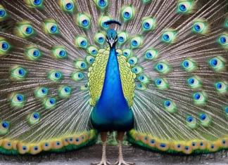 Peacock wallpaper capturing a fully fanned tail with iridescent blue, green, and gold feathers.