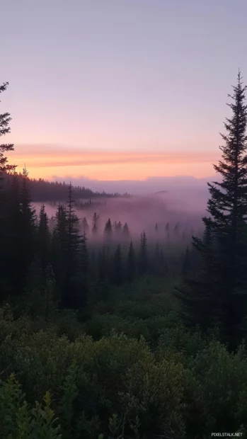Pink mist curls over pine forests in the calm of sunrise.