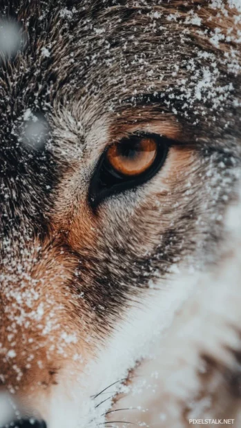 Realistic wolf phone background showing a close up of a wolf face with wet fur and soft snowflakes.