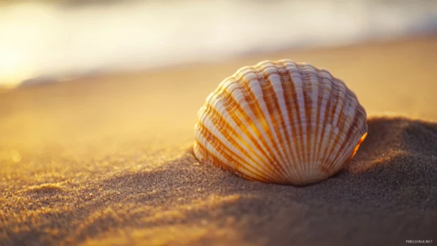 Seashell on beach sand at sunset with inviting glow.