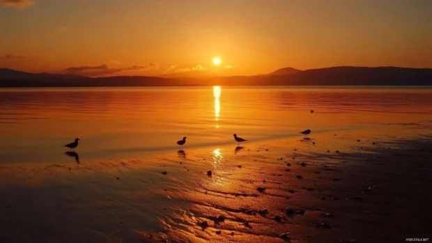 Serene beach sunrise with birds walking the shore, a soothing sunrise wallpaper with birds.