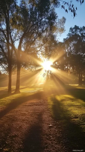 Sunlight streaming through tree canopies in this peaceful Sunrise Wallpapers for Android.
