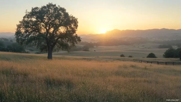 Sunrise behind a single oak tree in open fields.