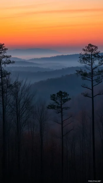 Sunrise emerges beyond the still forest canopy.