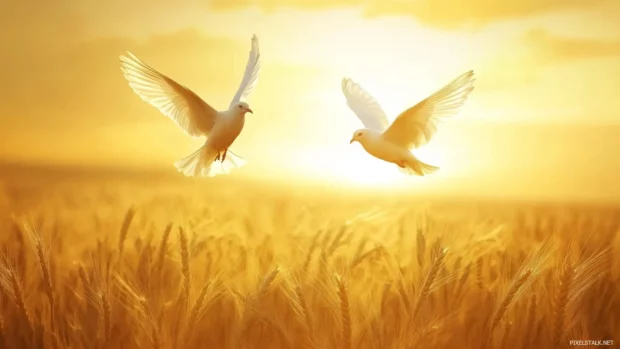 Sunrise light filters through wings as birds fly over a golden wheat field.