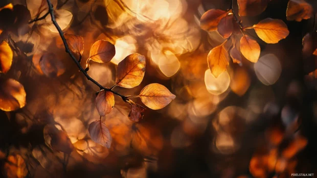 Sunrise light kisses the leaves in an autumn forest.