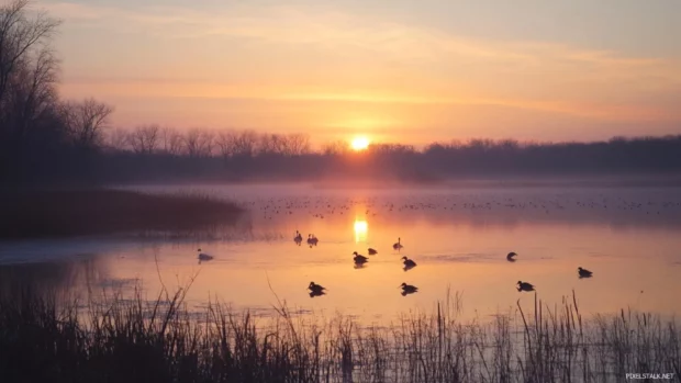 Sunrise lights up a quiet countryside while birds begin their morning journey.