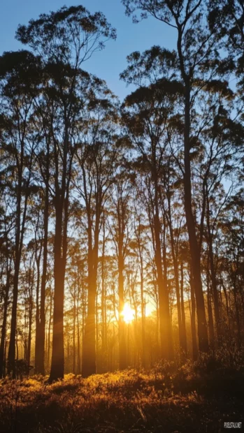 Sunrise through the silhouette of tall trees.