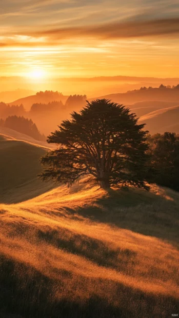 The golden hour perfectly framed in this Sunrise Wallpapers for Android.