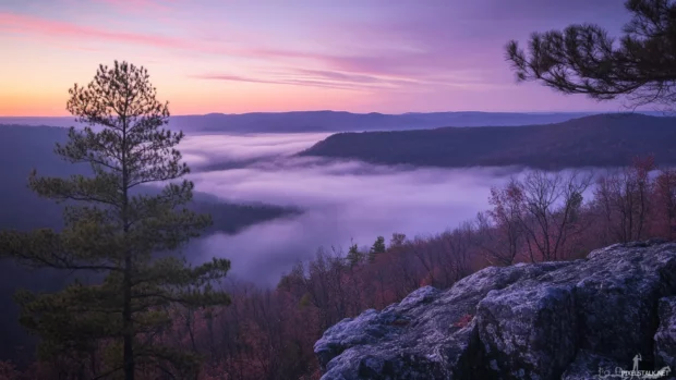 The silence of nature veiled in sunrise fog.