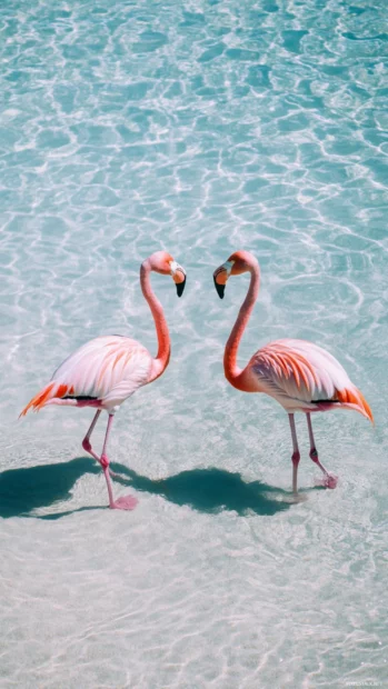 Two flamingos side by side in shallow water, shadows stretching at sunset.