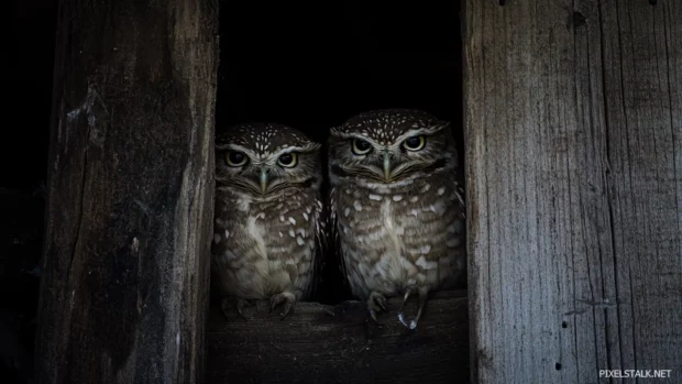 Two owls roosting side by side in an abandoned barn, dim light leaking through wooden planks.