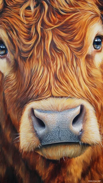 Vertical close up of Highland cows face with expressive eyes.