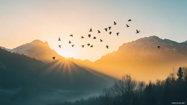 Wild birds flying near alpine peaks with early sun rays shimmering in the distance.