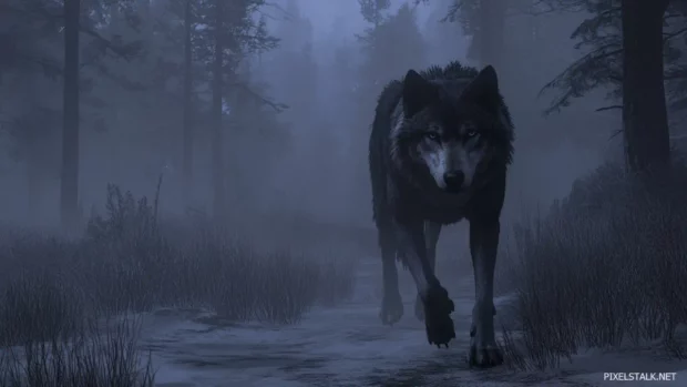 With a stare of resolve, the lone wolf walks through misty pine woods at dawn.