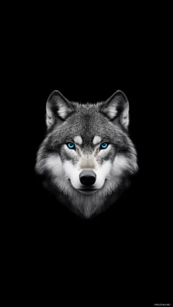 Wolf wallpaper showing a realistic grey wolf head with piercing blue eyes over a black background.