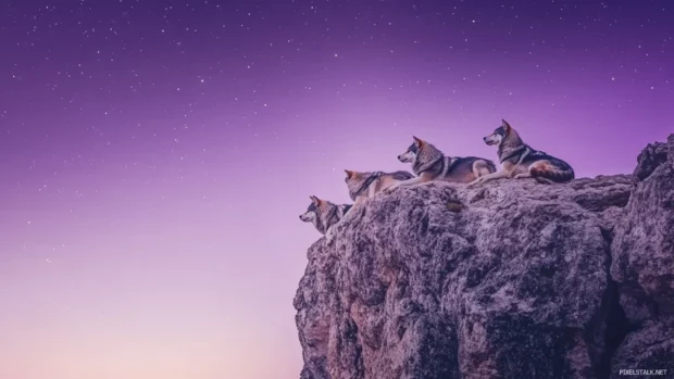 Wolves rest on a rocky cliff ledge under purple sky, stars beginning to emerge.