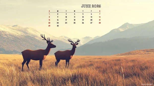 2025 June Calendar Backgrounds HD.