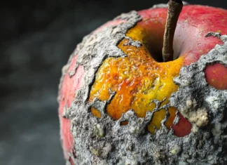 A close up of a decayed apple with vivid mold textures.