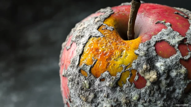 A close up of a decayed apple with vivid mold textures.