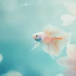 A colorful betta fish with translucent fins, surrounded by soft, filtered light, swimming gracefully in a minimalist aquatic setup.