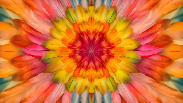 A colorful kaleidoscope pattern of delicate feathers, arranged in a mesmerizing circular symmetry.