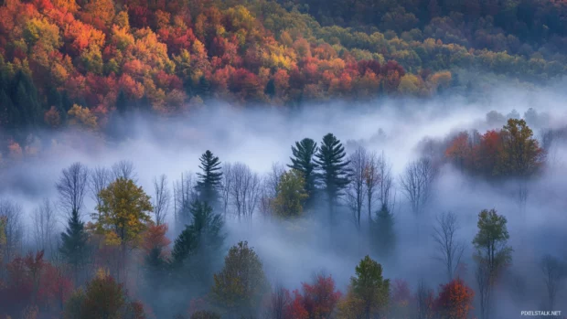 A dense fog enveloping a forest, suitable for Windows 10 lock screen image.